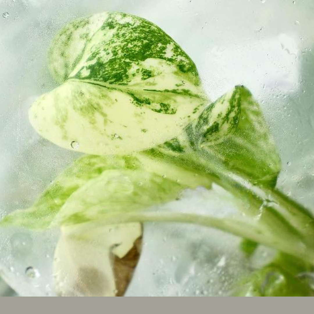 Monstera Deliciosa Mint Tissue Culture (PRE-ORDER) -TC099
