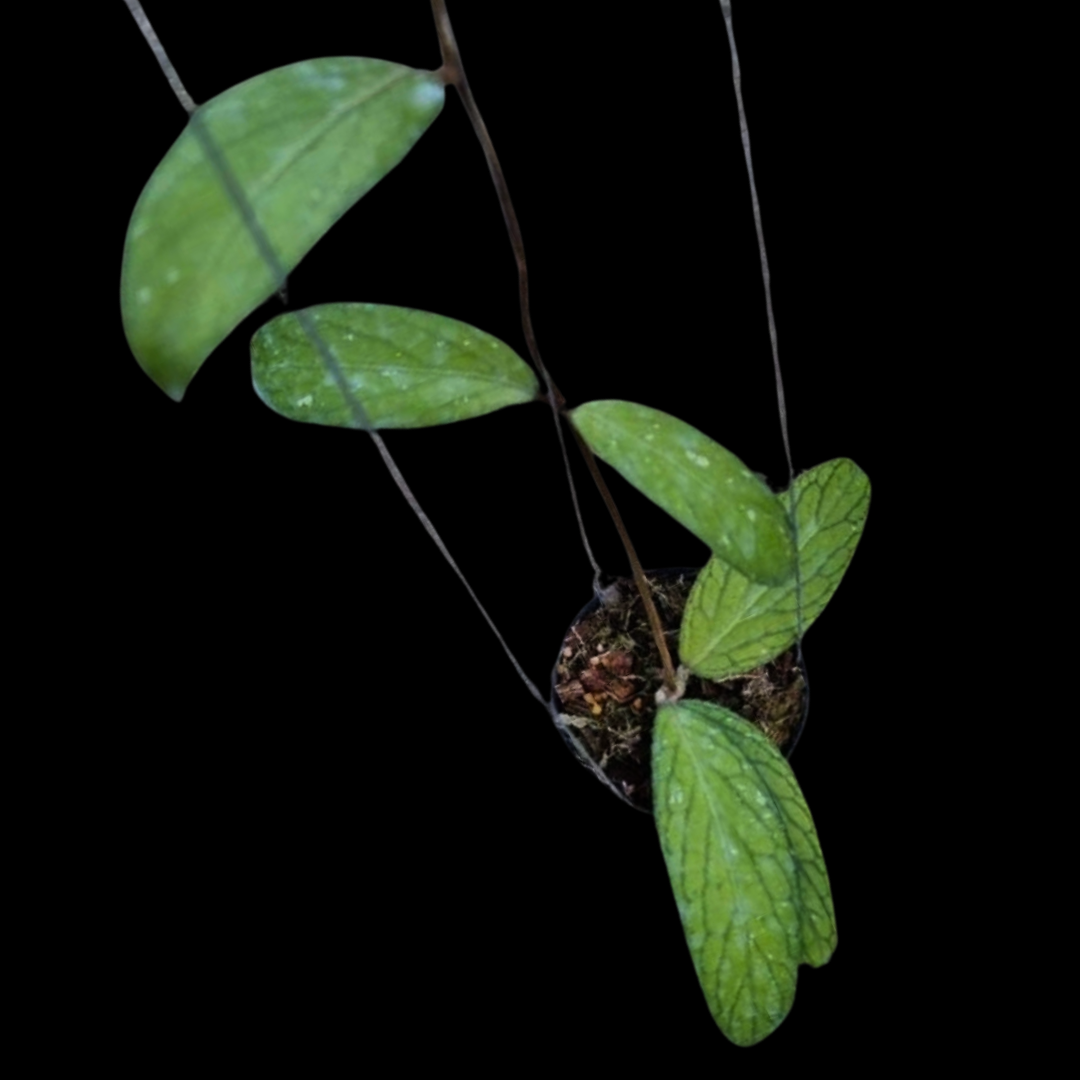 Hoya Sp.Tanggamus Large (PRE-ORDER)-JULY439