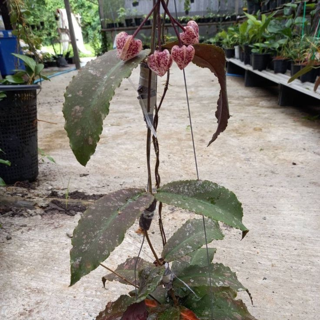 Hoya Undulata (Small) PRE-ORDER-JULY639