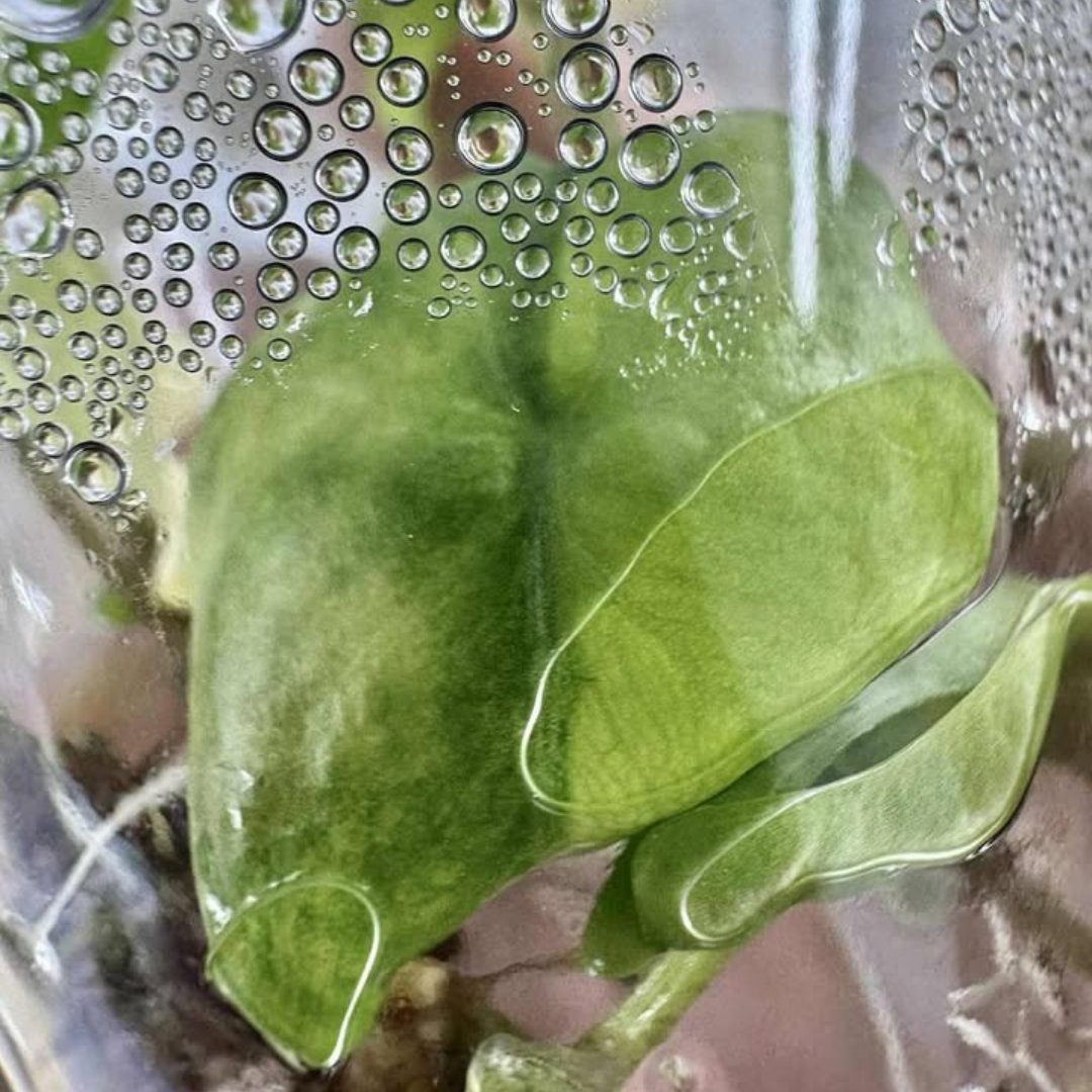 Alocasia Batwing Aurea Tissue Culture (PRE-ORDER)-TC012