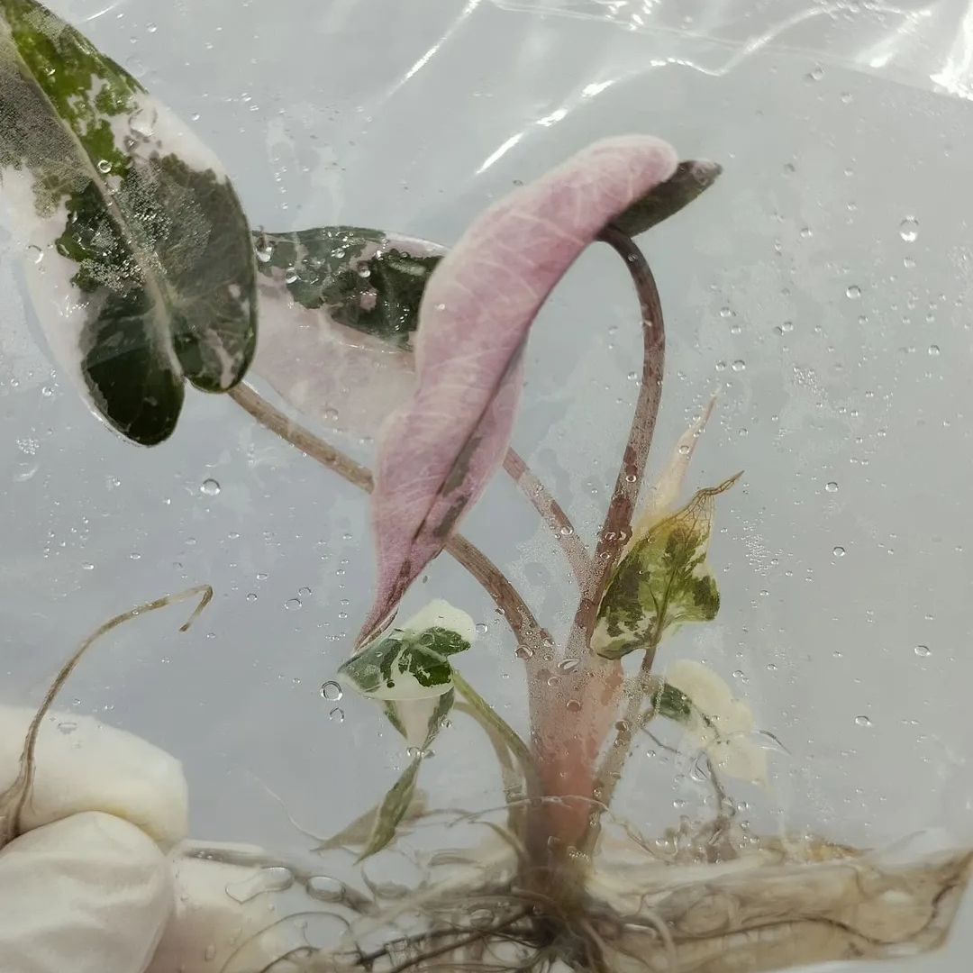 Alocasia Bambino Pink Variegated Tissue Culture (PRE-ORDER)-TC011