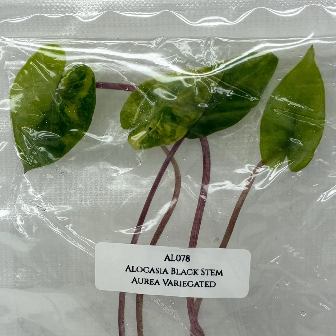 Alocasia Black Stem Aurea Tissue Culture (PRE-ORDER)