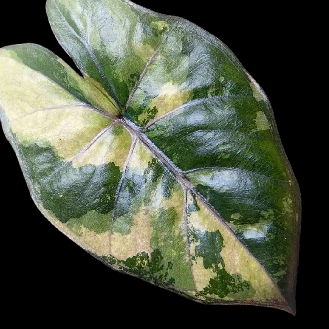 Alocasia Yucatan Princess Aurea Variegated Tissue Culture (PRE-ORDER)-TC077