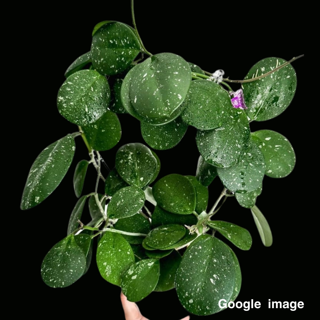 Hoya Obovata (Large) PRE-ORDER-JULY417