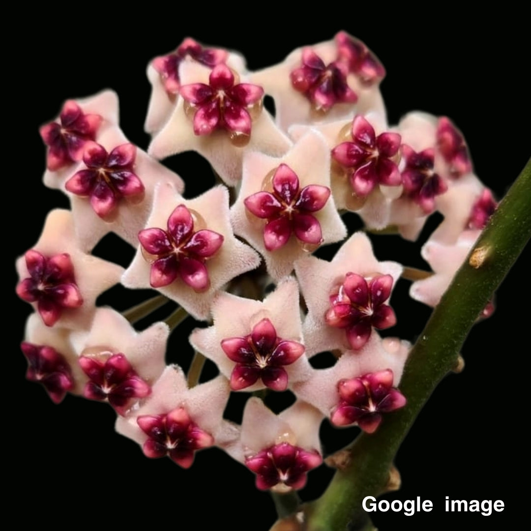 Hoya Obovata (Large) PRE-ORDER-JULY417