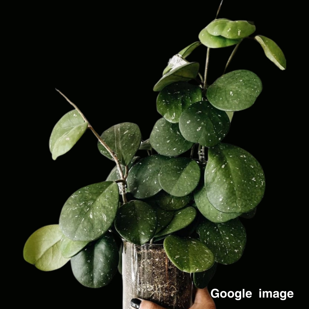 Hoya Obovata (Large) PRE-ORDER-JULY417