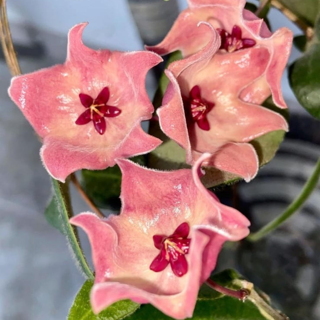 Hoya Patella Pink Flower (Large) PRE-ORDER-JULY449