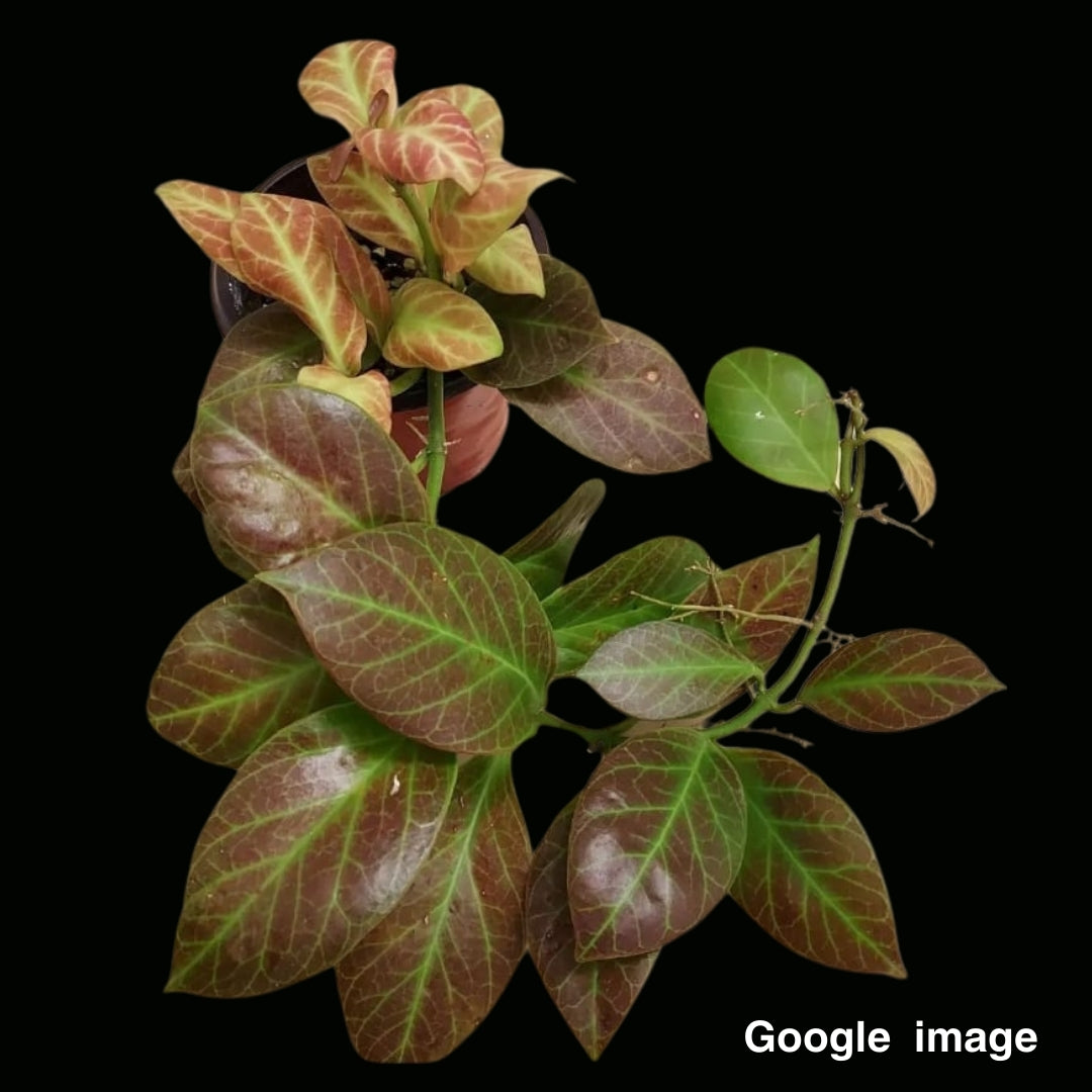 Hoya Obscura Large (PRE-ORDER)-JULY305