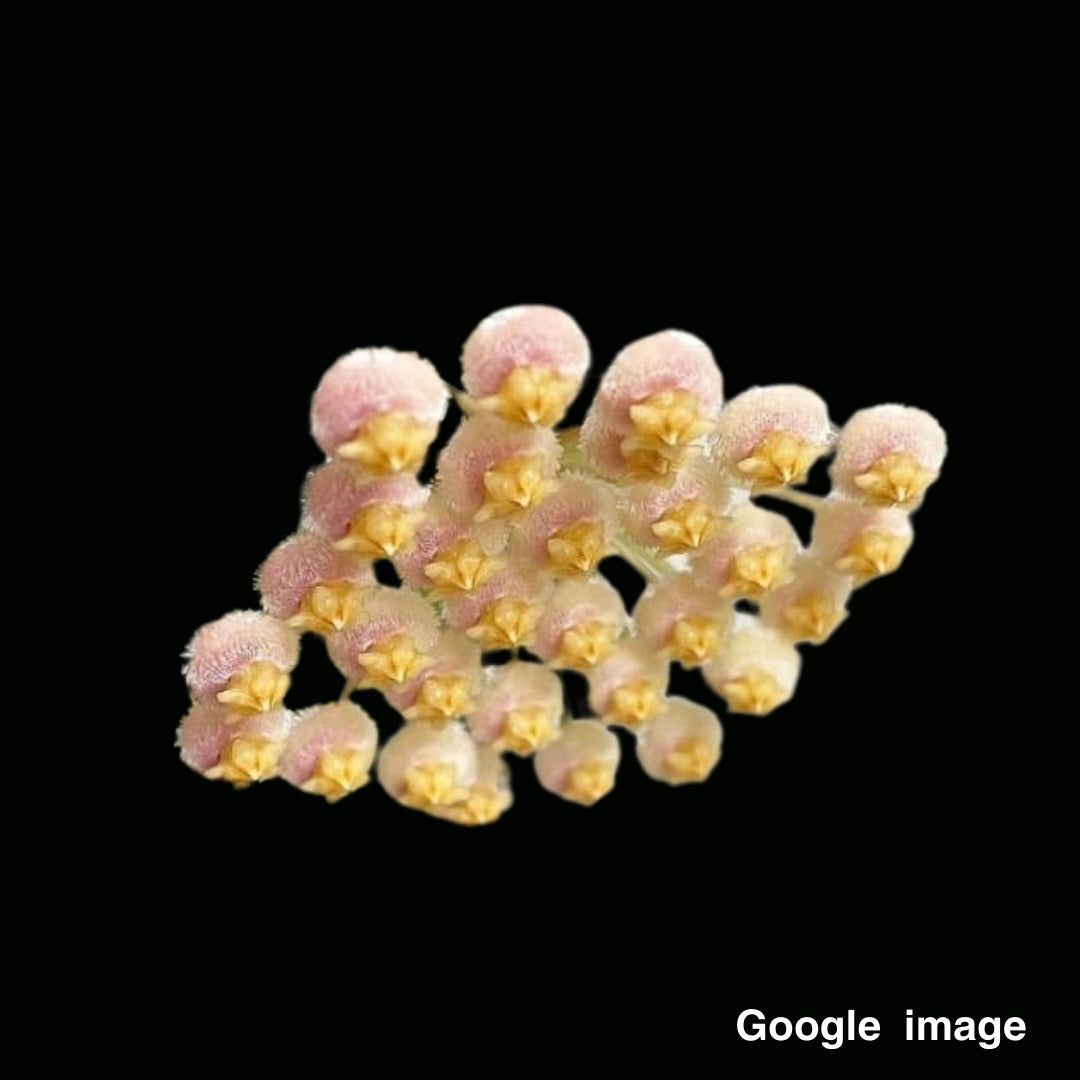 Hoya Obscura Large (PRE-ORDER)-JULY305