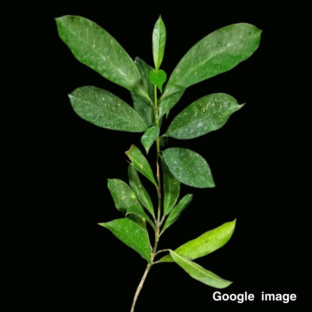 Hoya Obscura Large (PRE-ORDER)-JULY305