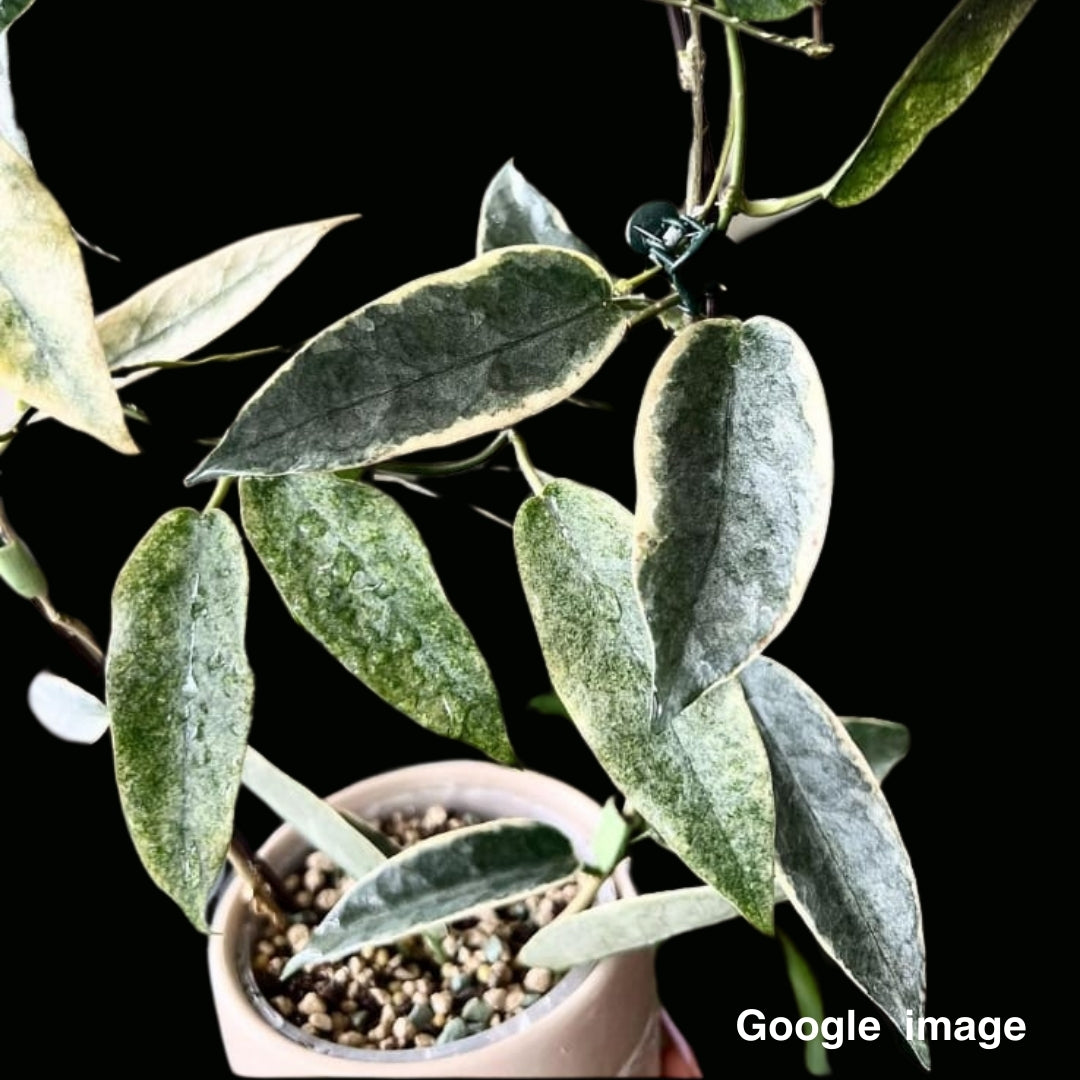 Hoya Archboldiana Albomarginata (Large) PRE-ORDER-JULY049