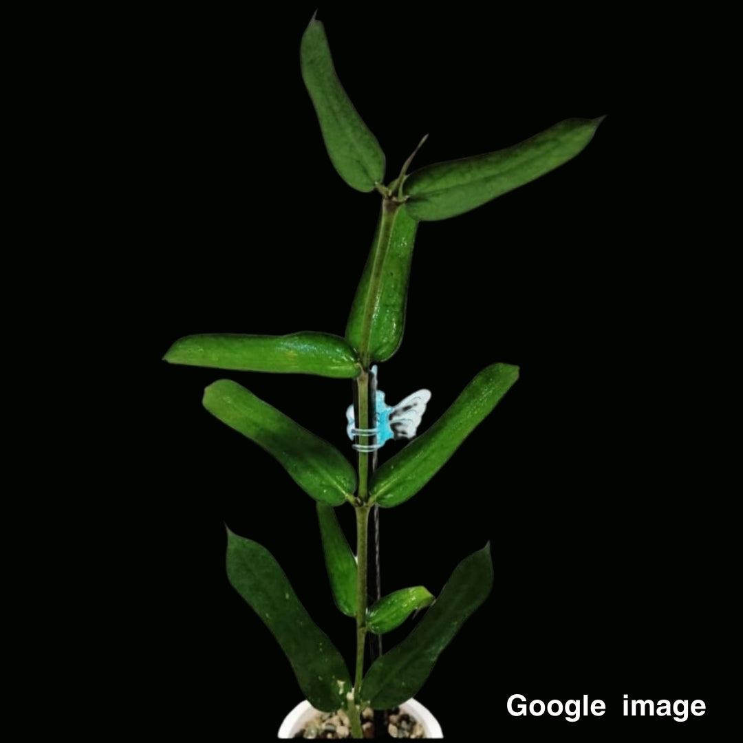 Hoya Pandurata Large (PRE-ORDER)-JULY315