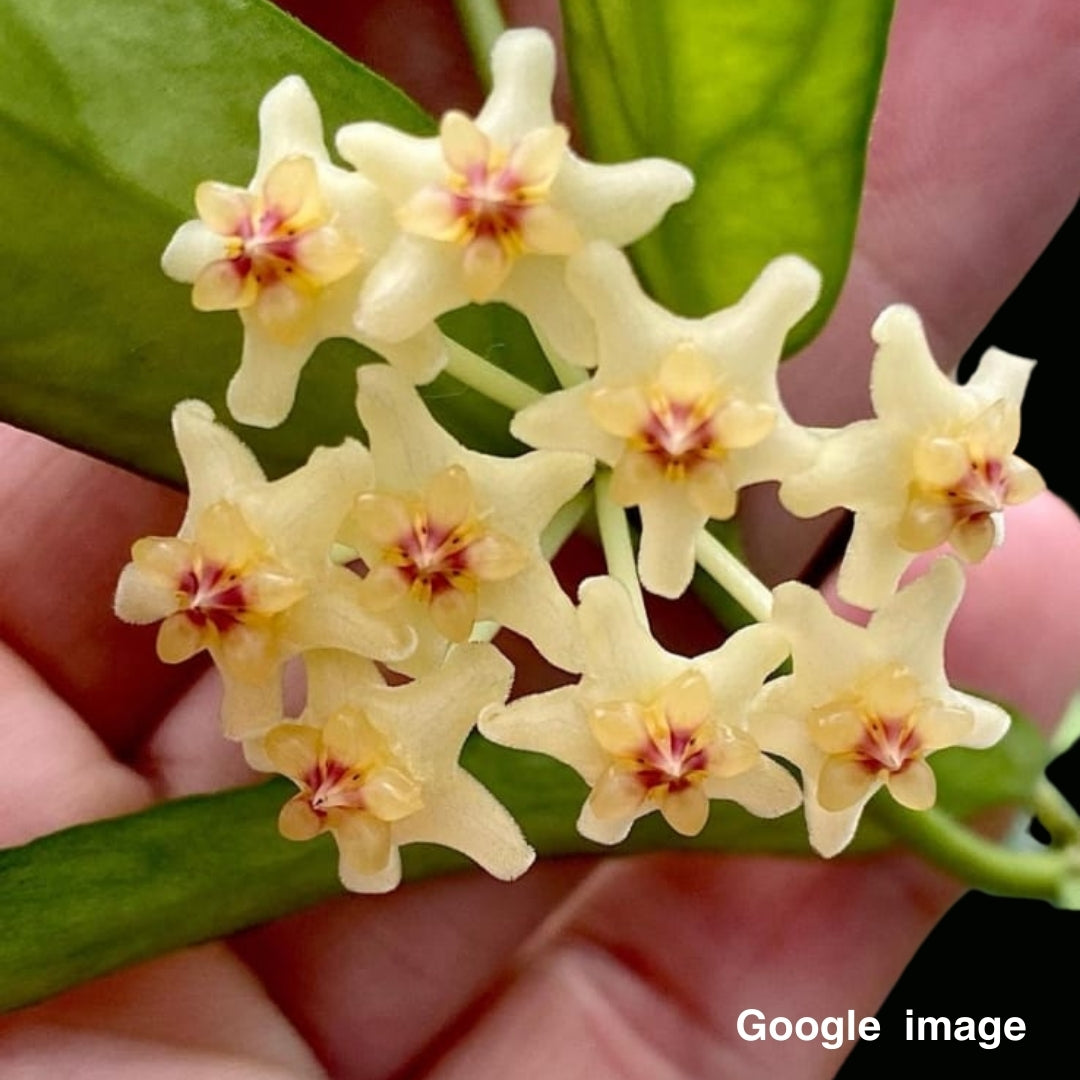 Hoya Pandurata Large (PRE-ORDER)-JULY315