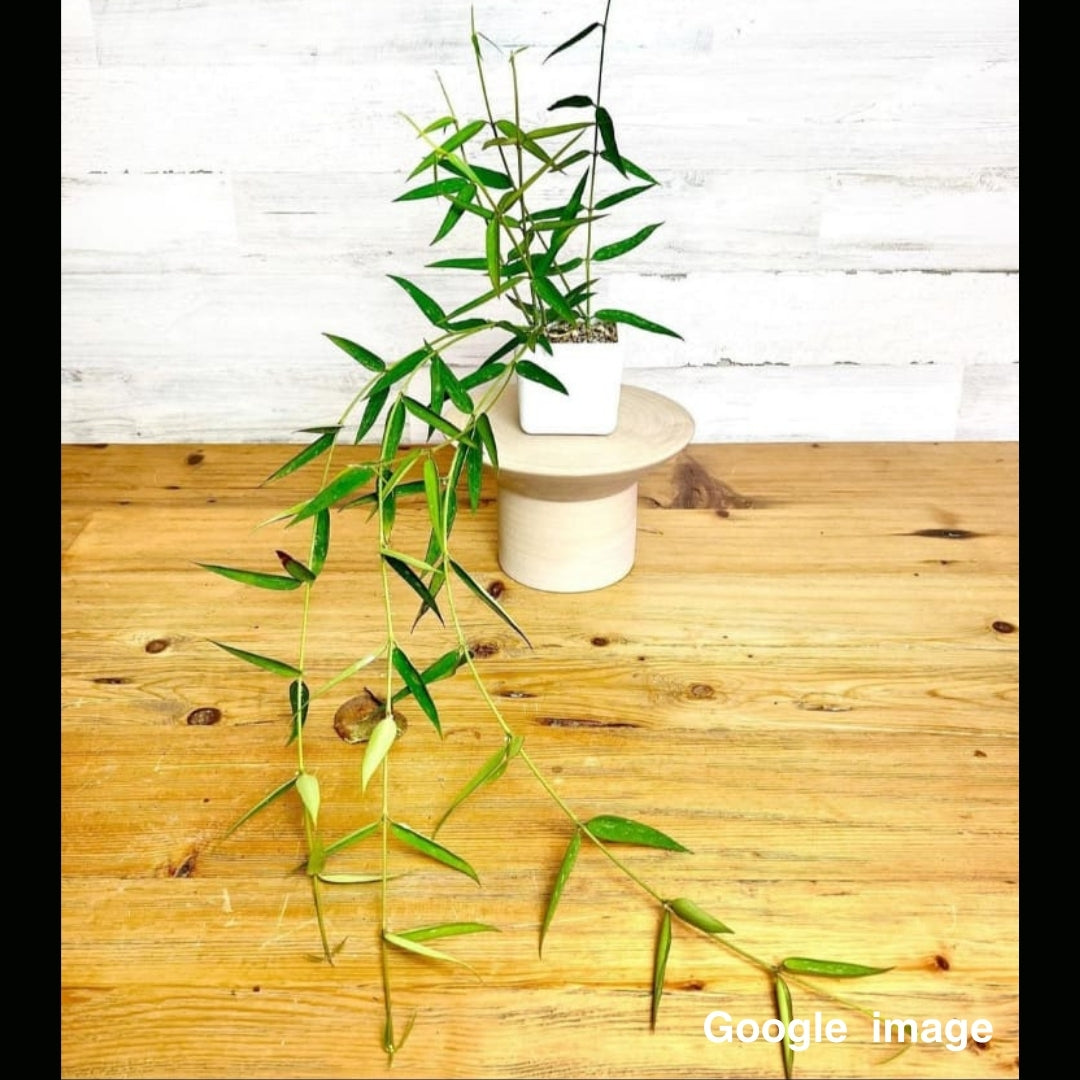 Hoya Pandurata Ssp. Angustifolia Medium (PRE-ORDER)-JULY316
