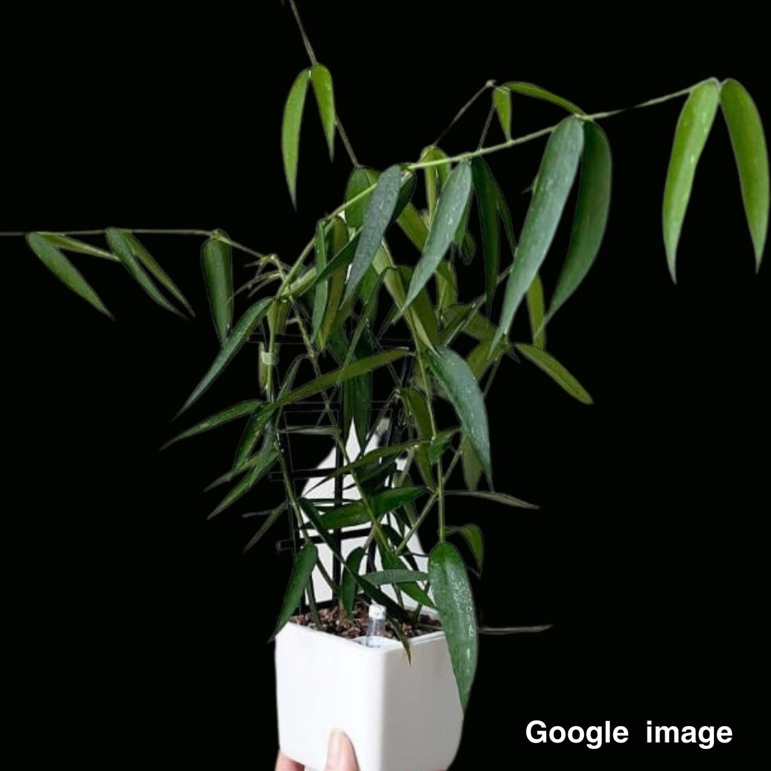 Hoya Pandurata Ssp. Angustifolia Medium (PRE-ORDER)-JULY316