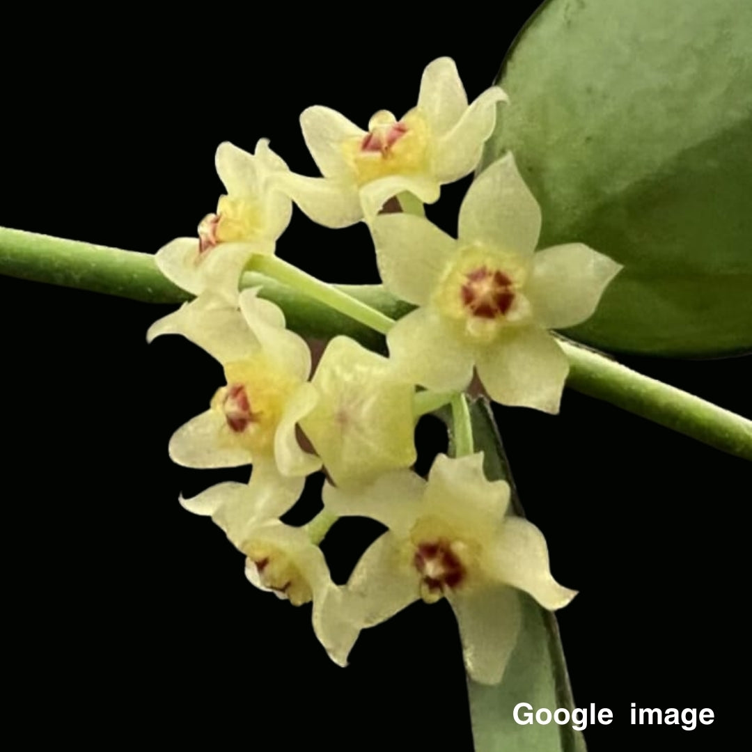 Hoya Pandurata Ssp. Angustifolia Medium (PRE-ORDER)-JULY316
