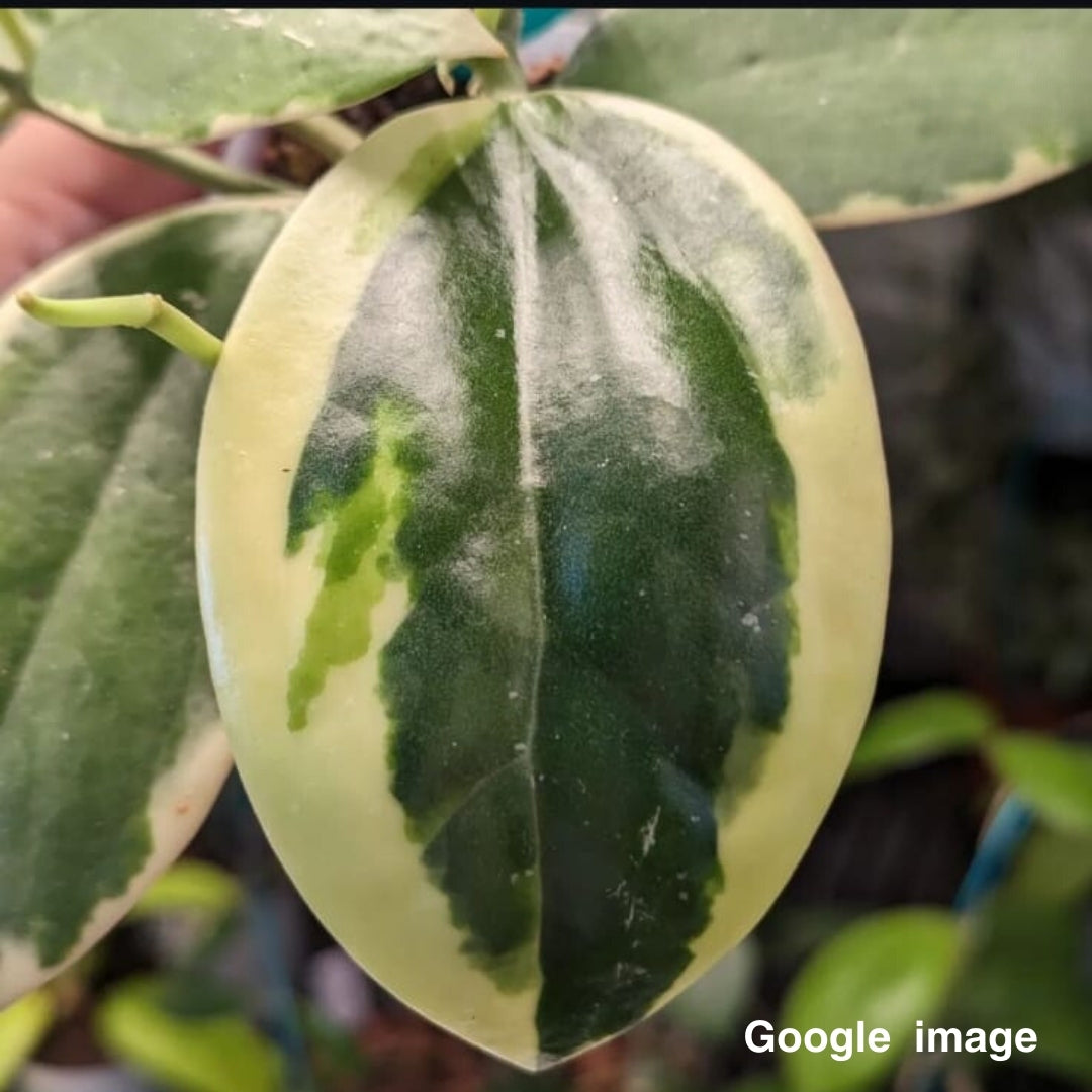 Hoya Para Albomarginata (Large) (PRE-ORDER)-JULY440