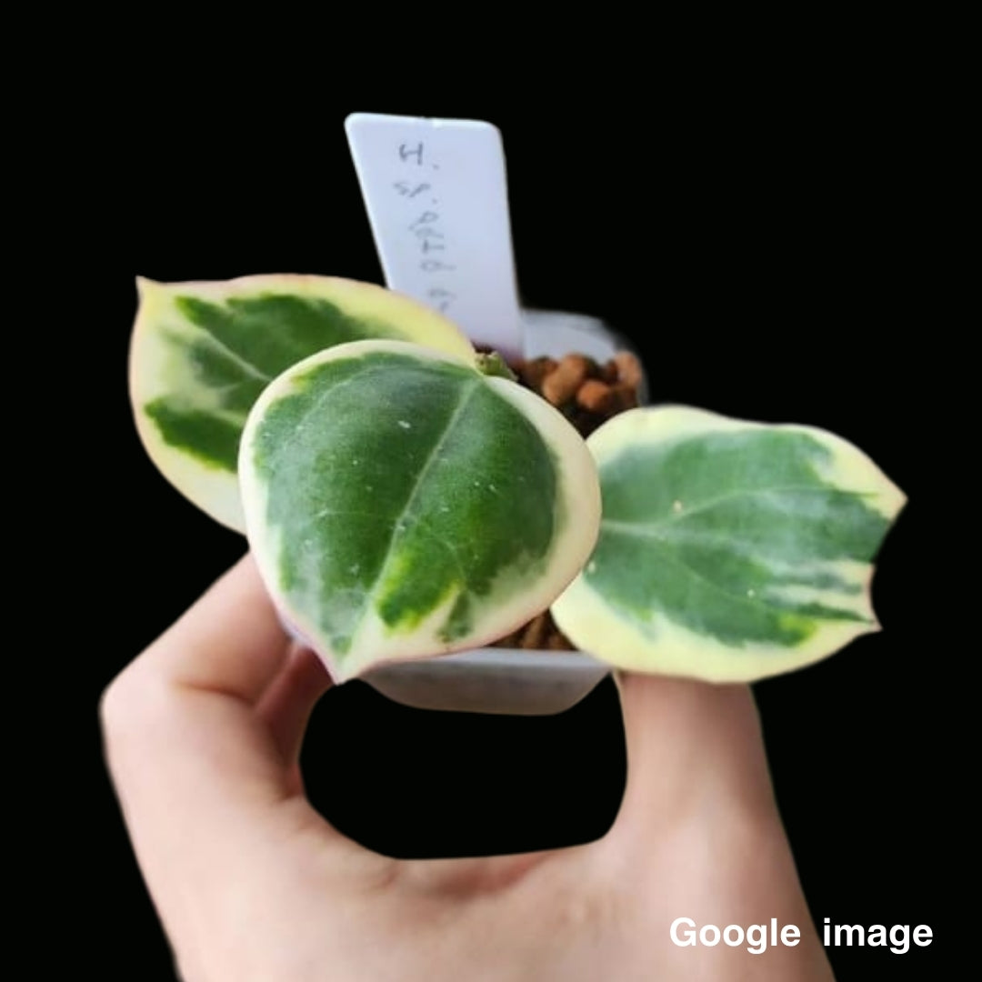 Hoya Para Albomarginata (Large) (PRE-ORDER)-JULY440