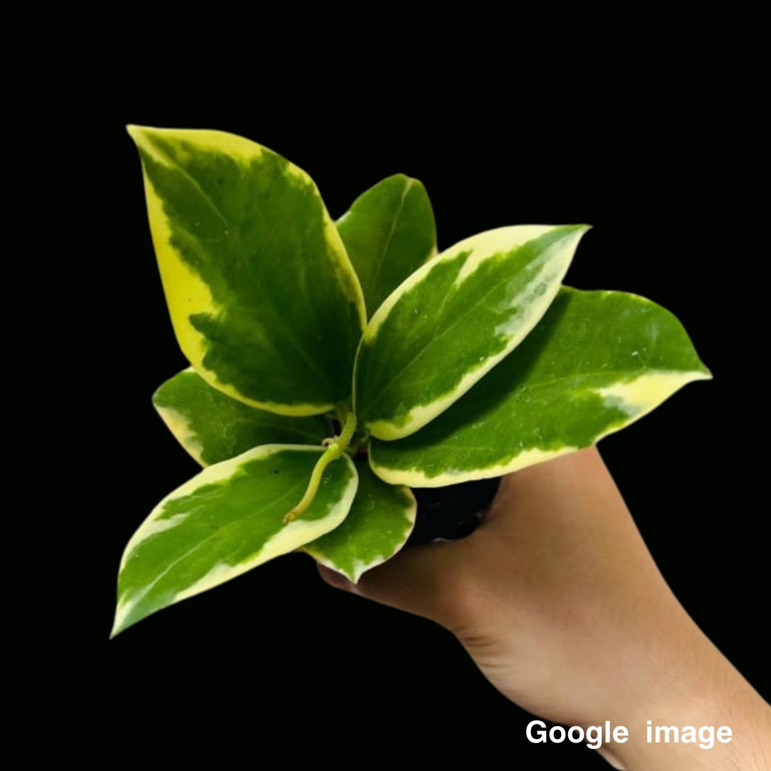 Hoya Para Albomarginata (Large) (PRE-ORDER)-JULY440