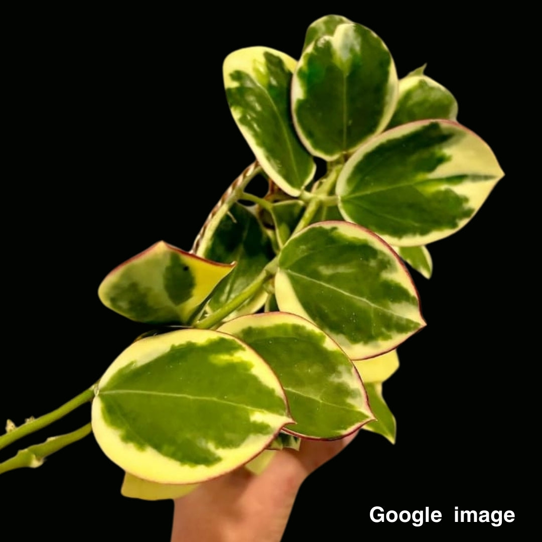 Hoya Para Albomarginata (Large) (PRE-ORDER)-JULY440