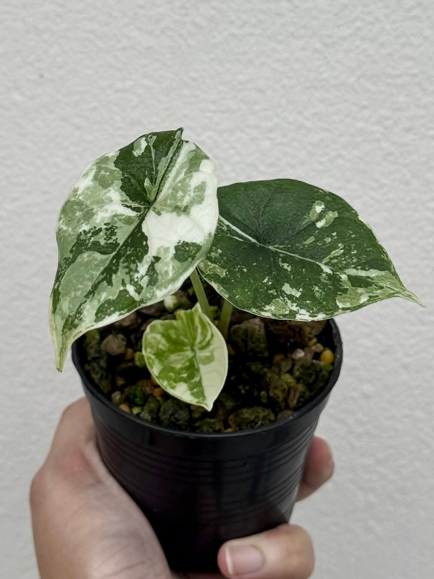 Alocasia Melo Albo - Pre Order
