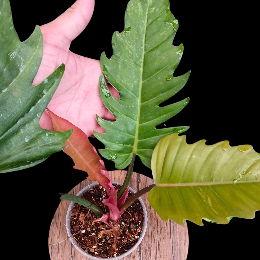 Philodendron Caramel Marble (Low Var) – Fuzzy Roots