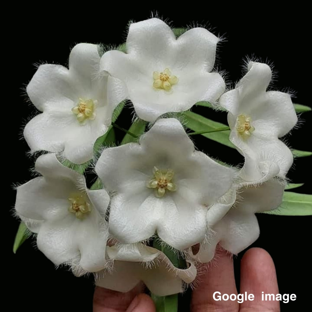Hoya Paradisea Medium (PRE-ORDER)-JULY320