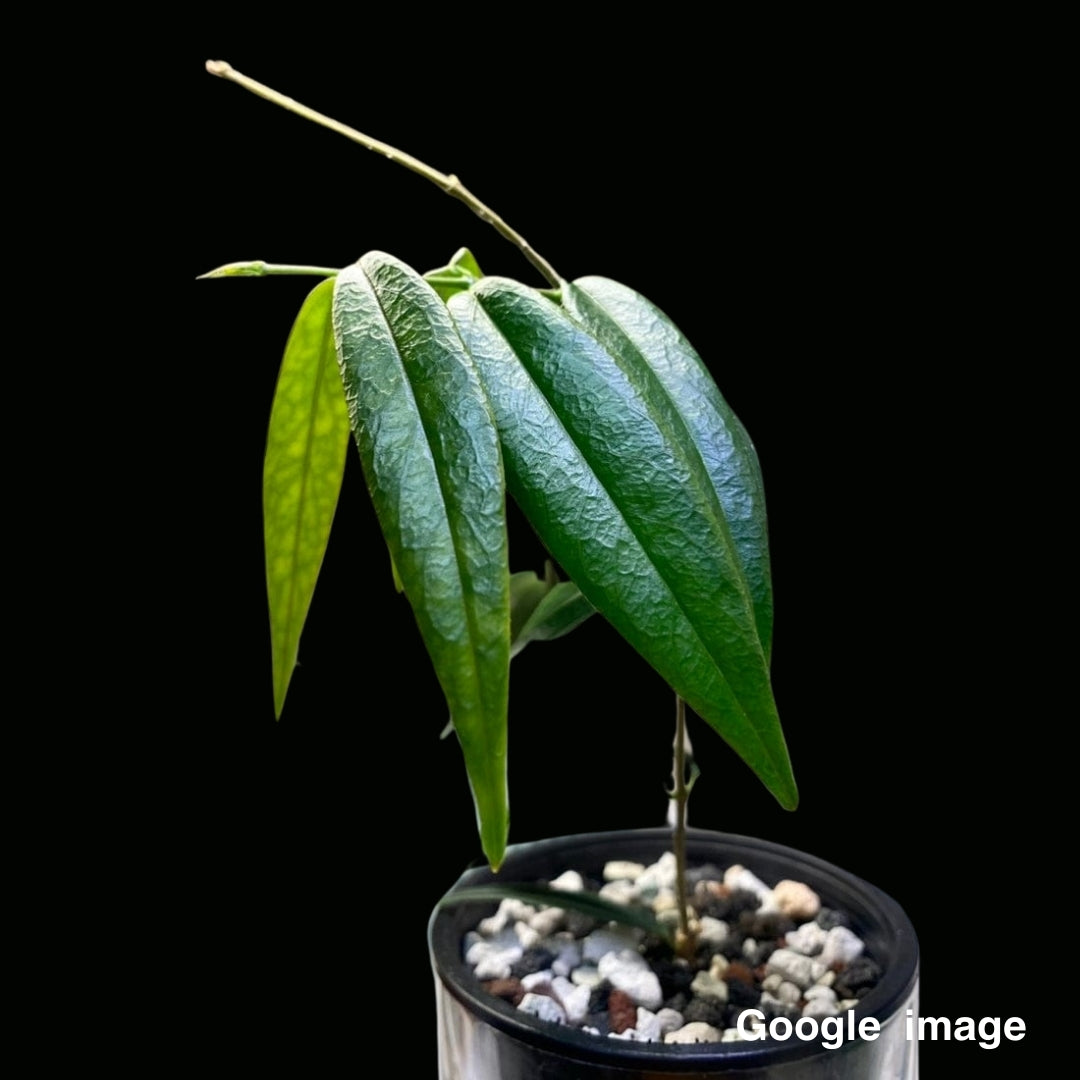 Hoya Paradisea Medium (PRE-ORDER)-JULY320