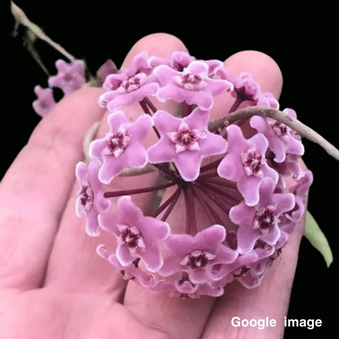 Hoya Parasitica Purple Flower (Grown from Seed) Large (PRE-ORDER)-JULY321