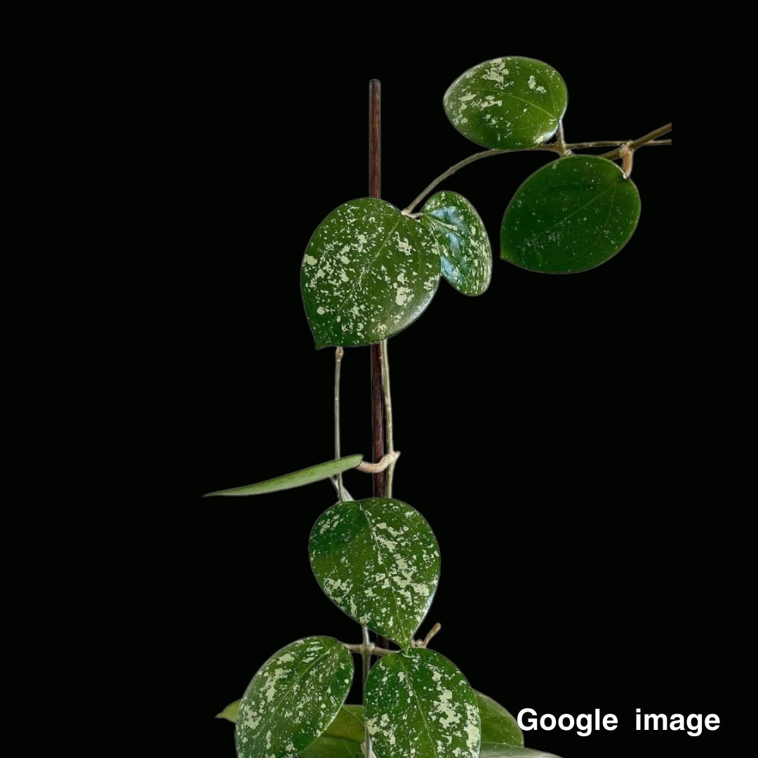Hoya Parasitica heart leaves splash Large (PRE-ORDER)-JULY444