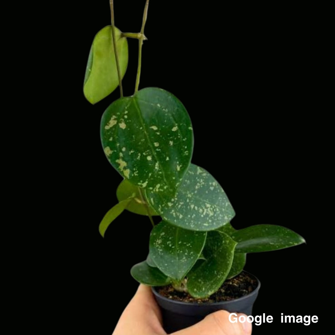 Hoya Parasitica heart leaves splash Large (PRE-ORDER)-JULY444