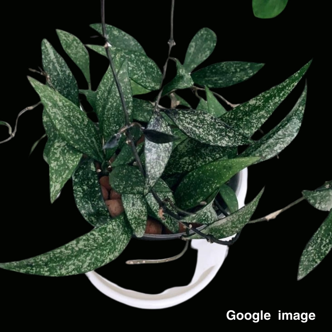 Hoya Parviflora Splash Large (PRE-ORDER)-JULY324