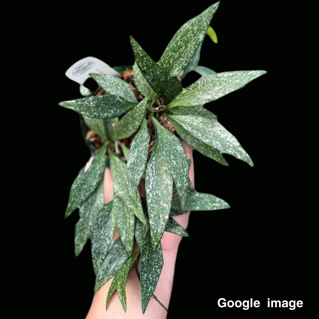 Hoya Parviflora Splash Large (PRE-ORDER)-JULY324