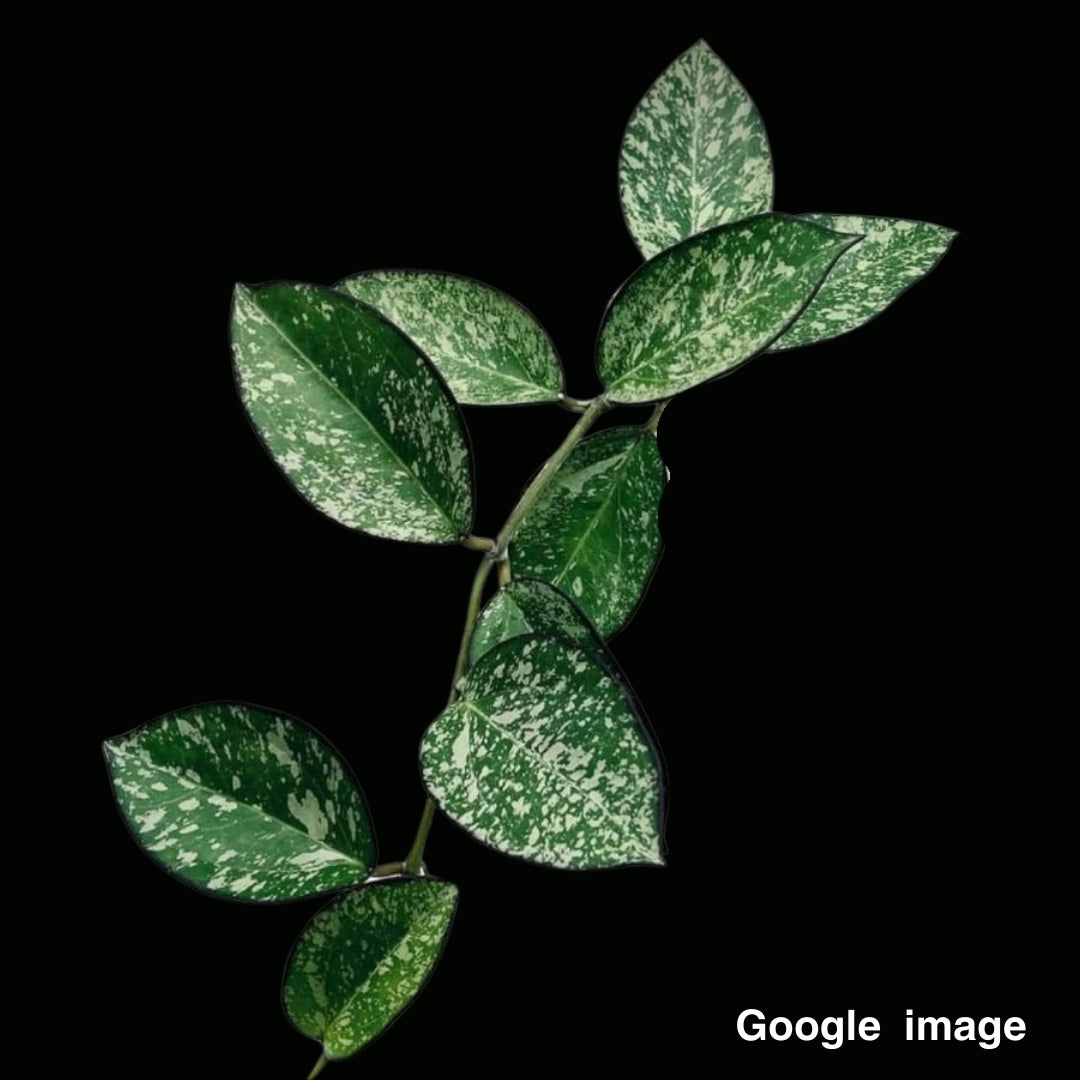 Hoya Patcharawalai 023 Splash Large (PRE-ORDER)-JULY326
