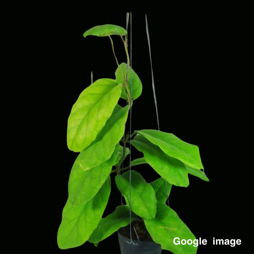 Hoya Patcharawalai 029 Large (PRE-ORDER)-JULY327