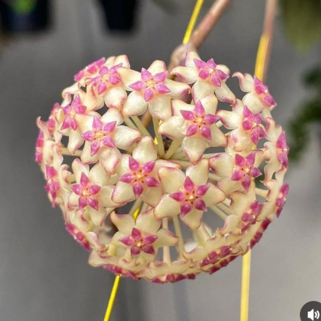Hoya Puom Siam Ruby (Pmb 176( (Large) PRE-ORDER-JULY486