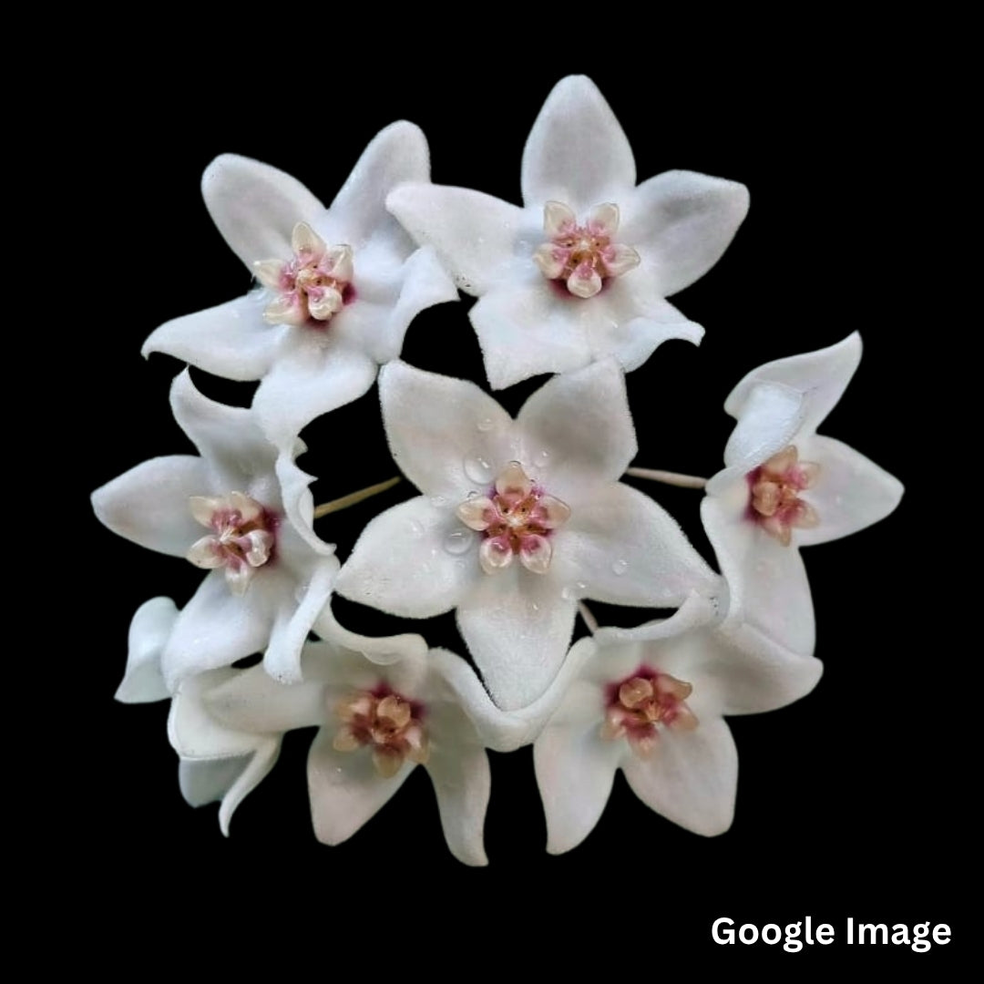 Hoya Leucorhoda (Large) PRE-ORDER-JULY329