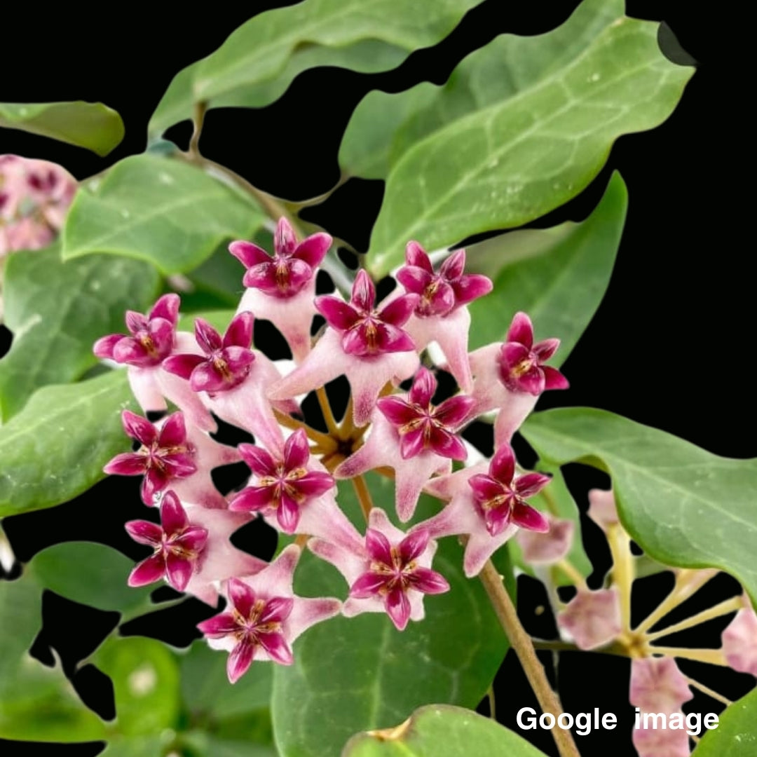 Hoya Patricia Large (PRE-ORDER)-JULY329