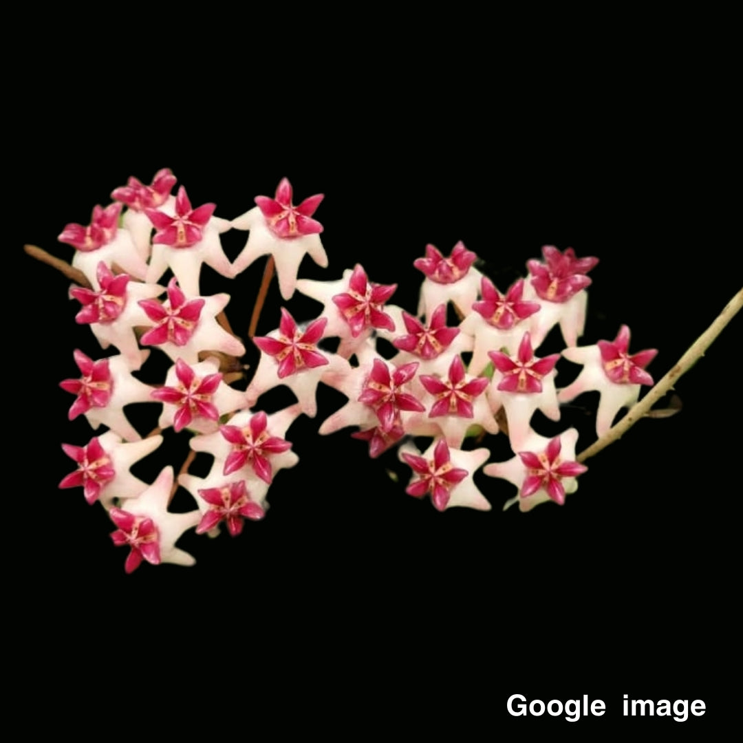 Hoya Patricia Large (PRE-ORDER)-JULY329