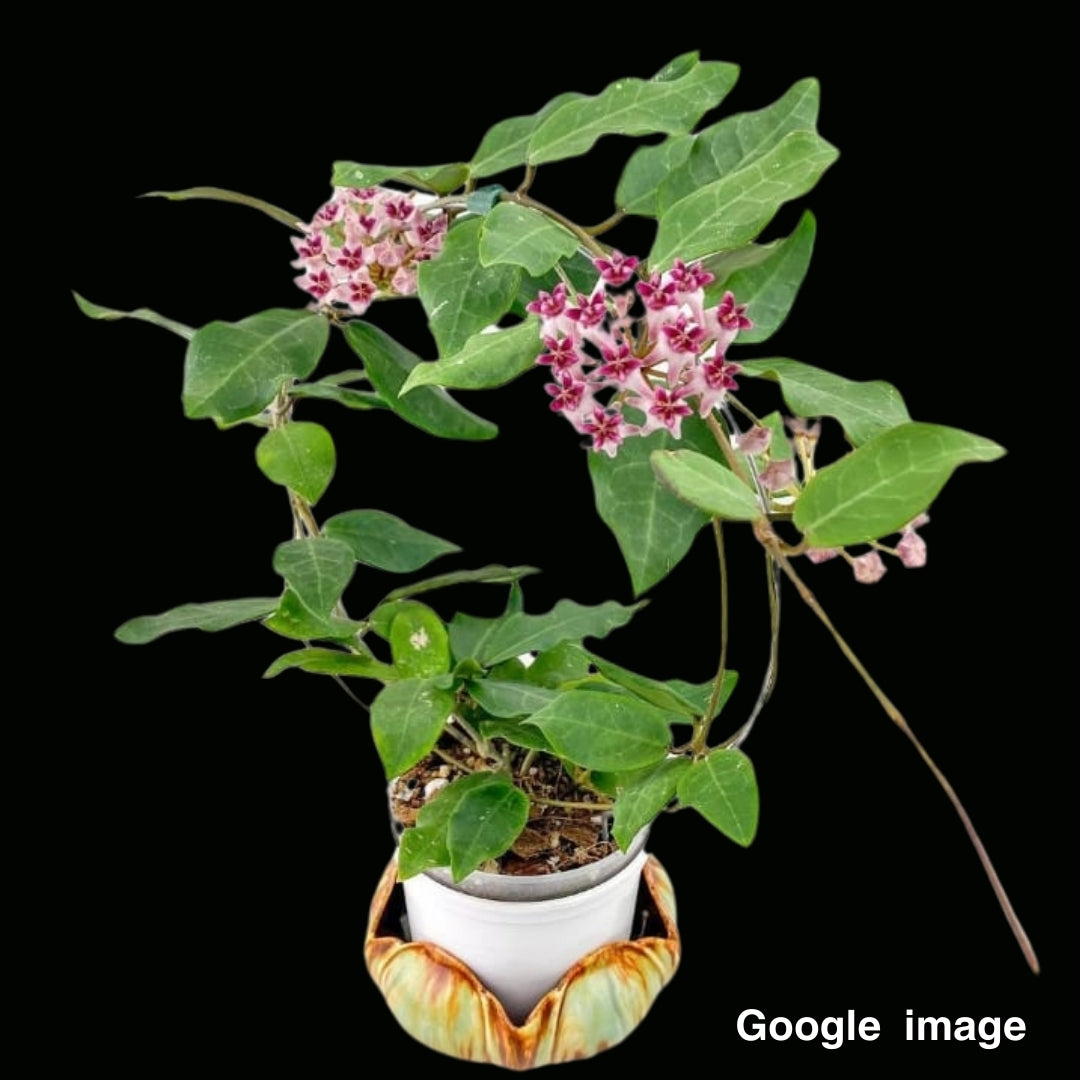 Hoya Patricia Large (PRE-ORDER)-JULY329