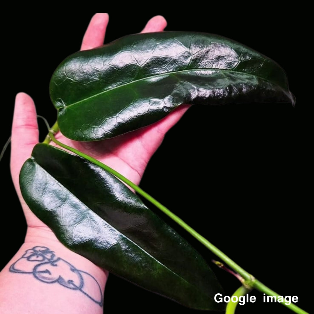 Hoya Archboldiana YM Excellent (Large) PRE-ORDER-JULY051