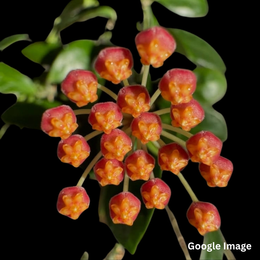 Hoya Leticiae (PW1307-07) (Large) PRE-ORDER-JULY331