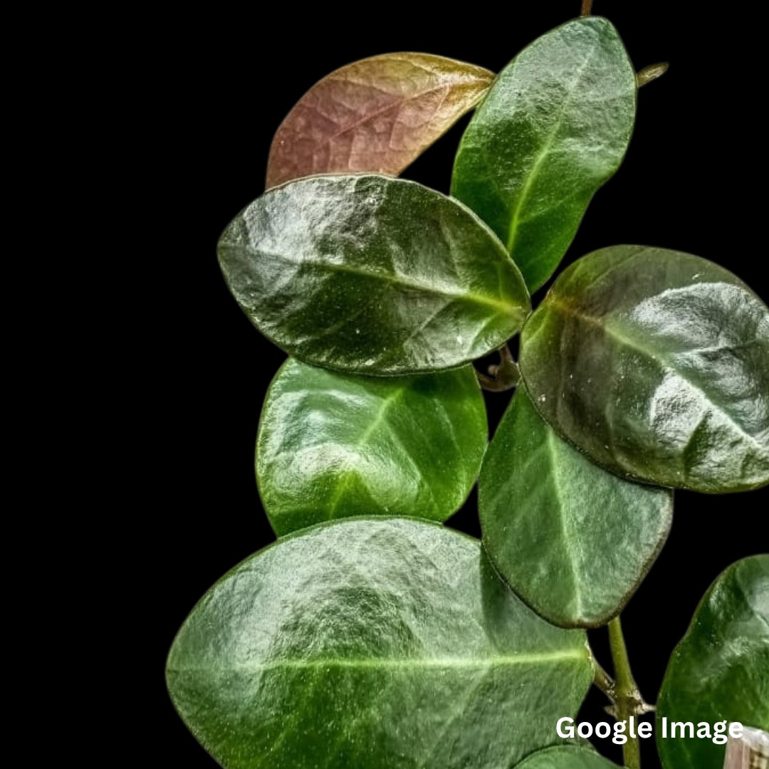 Hoya Leticiae (PW1307-07) (Large) PRE-ORDER-JULY331