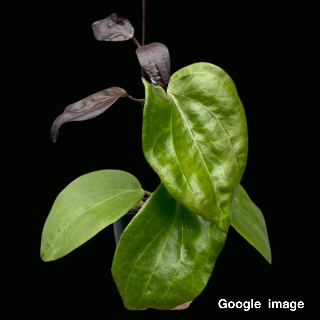 Hoya Pentaphlebia Large (PRE-ORDER)-JULY331
