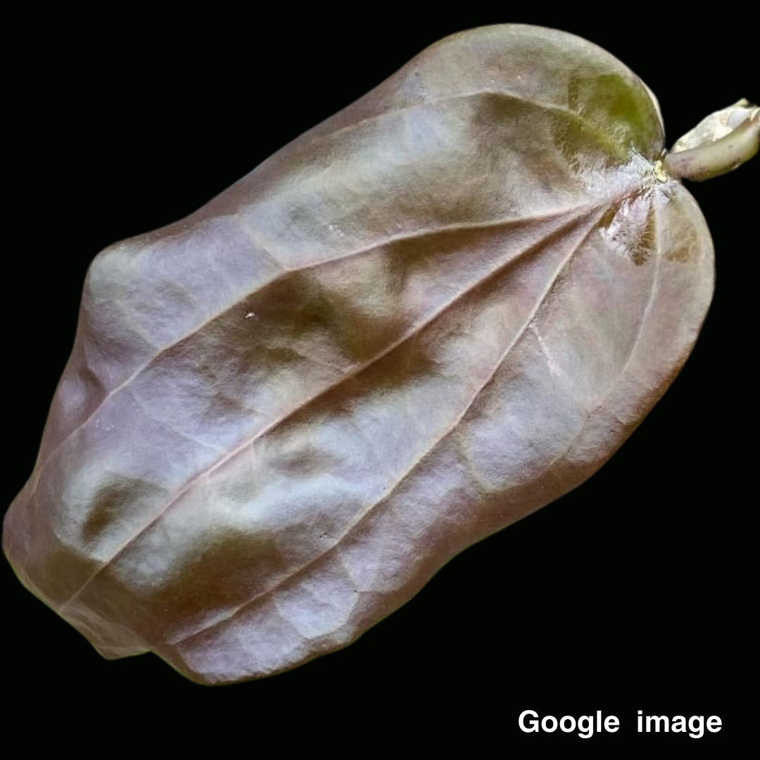 Hoya Pentaphlebia Large (PRE-ORDER)-JULY331