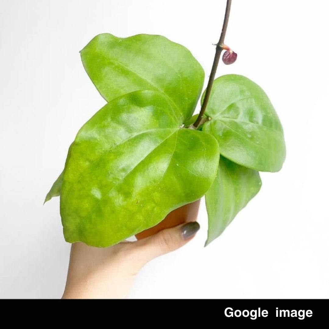 Hoya Pentaphlebia Large (PRE-ORDER)-JULY331