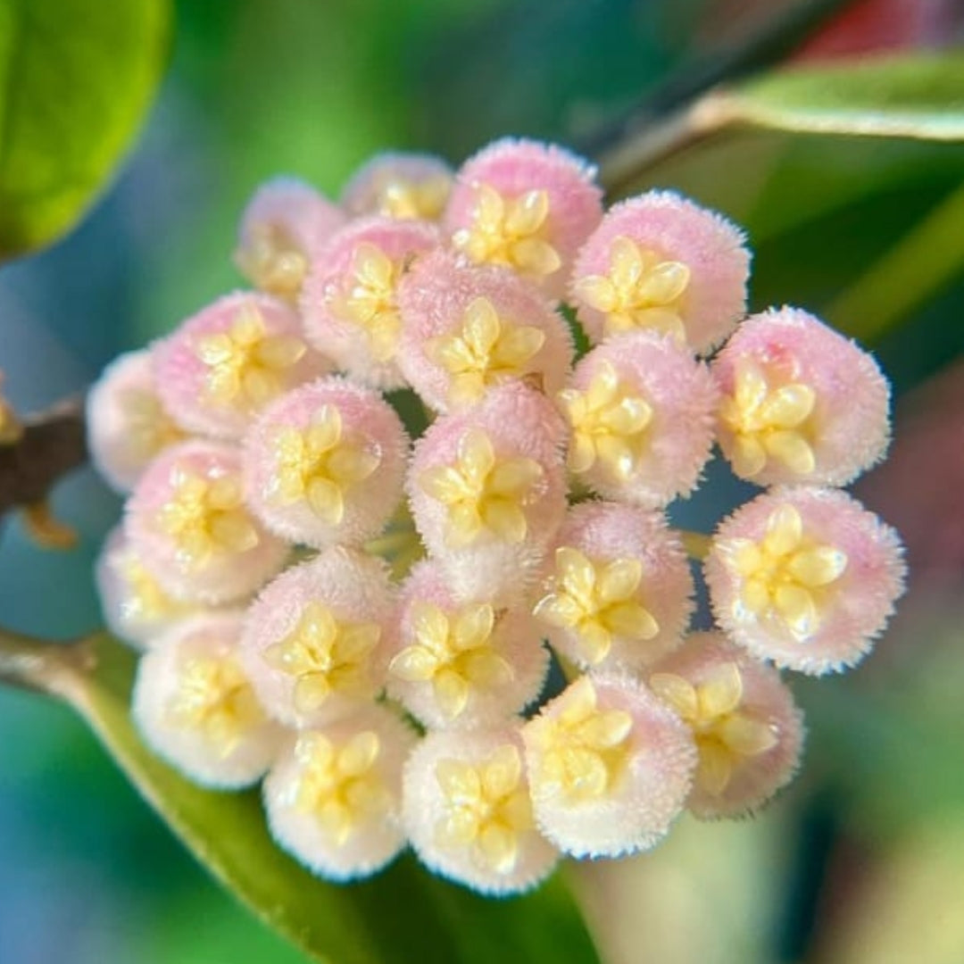Hoya Rebecca (Large) PRE-ORDER-JULY492