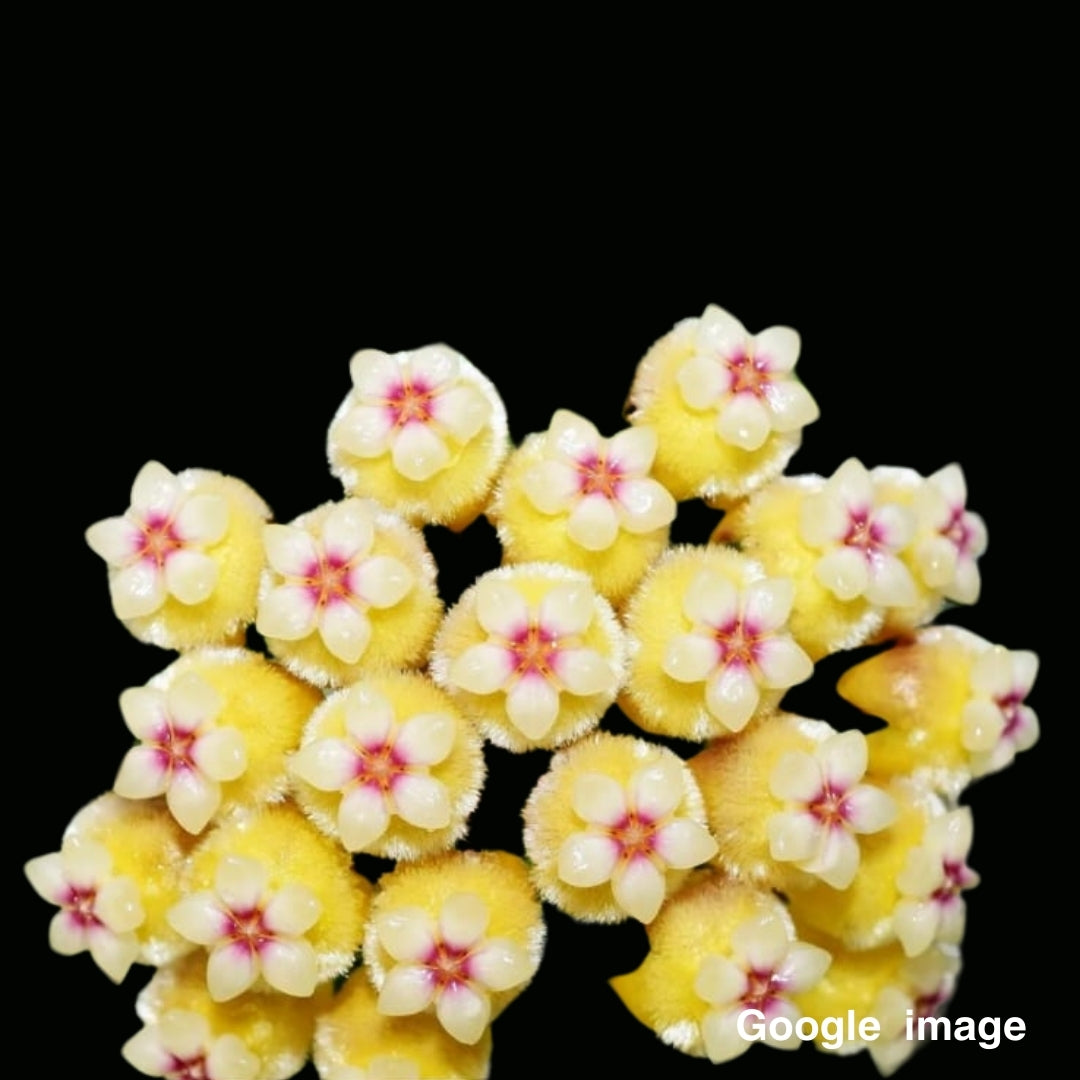 Hoya Perak Teddy Bear White Corona (Large) PRE-ORDER-JULY457