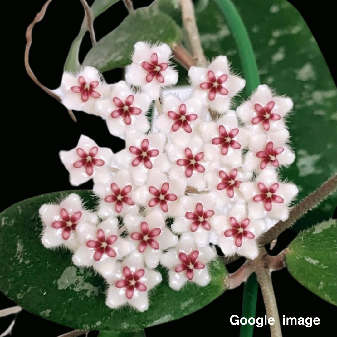 Hoya Phuwuaensis Large (PRE-ORDER)-JULY459
