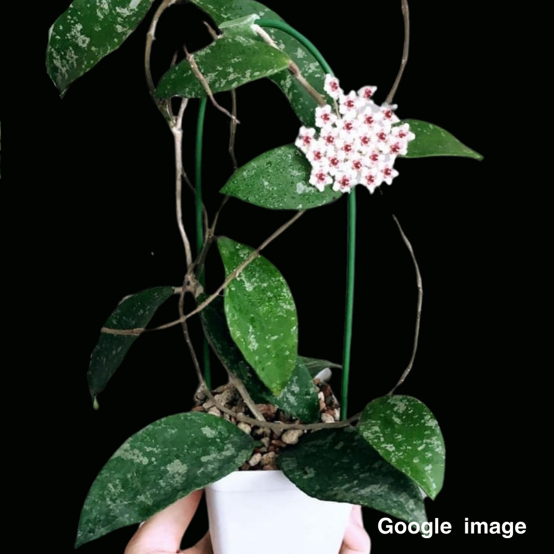 Hoya Phuwuaensis Large (PRE-ORDER)-JULY459